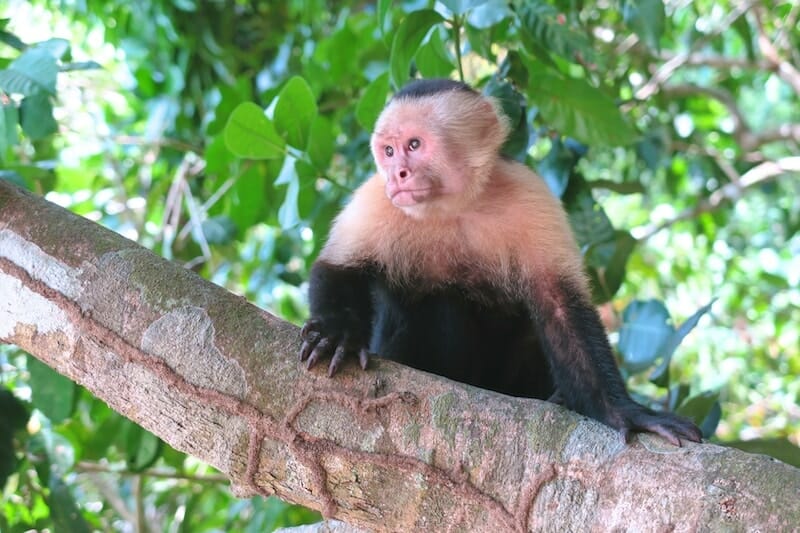 Singe capucins manuel antonio Costa Rica