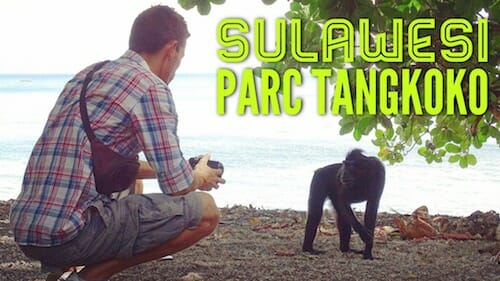 Parc Tangkoko en Sulawesi : voir des animaux rares presque à coût sûr park-tangkoko-sulawesi